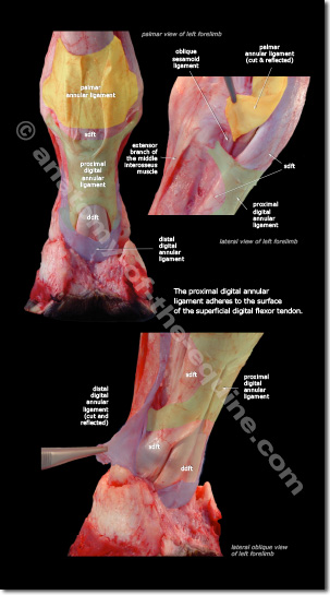 Equine Distal Limb