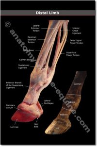 Hoof Anatomy Postcards