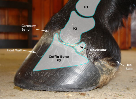 The coffin bone is the predominant bone within the equine hoof.