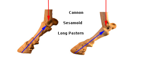 The Distal Limb Bones Of The Equine