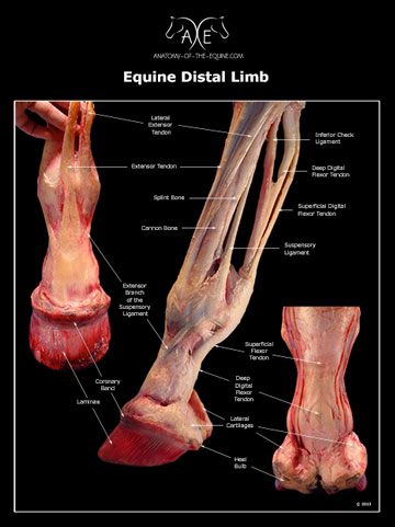 Anatomy of the Equine Store