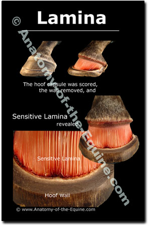 Hoof Anatomy Photos