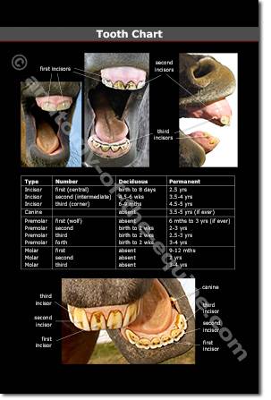 Horse Dental Anatomy