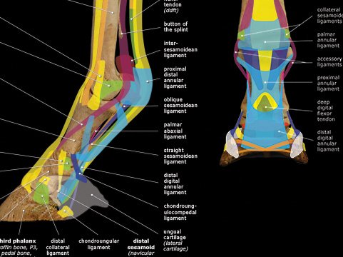 Horse Anatomy Posters