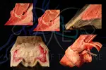 Hoof dissection - comparative anatomy